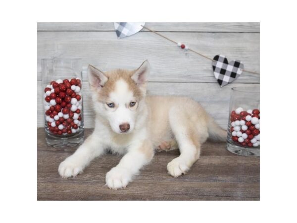 Siberian Husky DOG Male Red / White 17513 Petland Topeka, Kansas