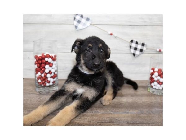 German Shepherd Dog DOG Male Black / Tan 17519 Petland Topeka, Kansas