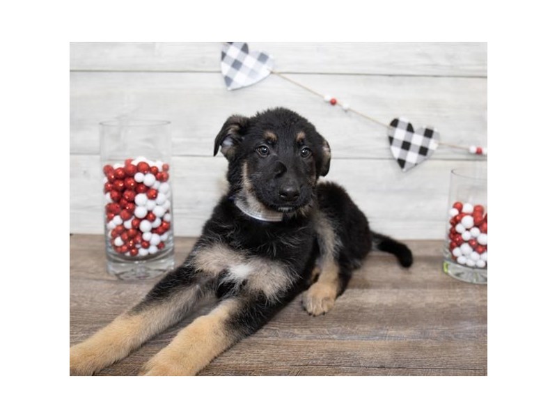 German Shepherd Dog-DOG-Male-Black / Tan-2600991-Petland Topeka, Kansas
