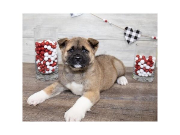 Akita DOG Male Fawn 17517 Petland Topeka, Kansas