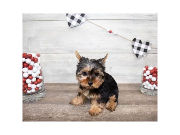 Yorkshire Terrier DOG Male Black / Tan 17516 Petland Topeka, Kansas