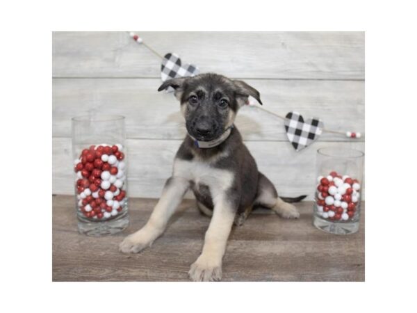 German Shepherd Dog-DOG-Female-Black / Tan-17518-Petland Topeka, Kansas