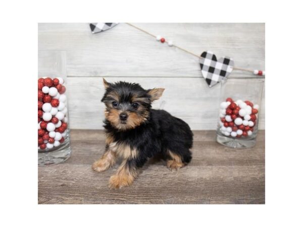 Yorkshire Terrier DOG Female Black / Tan 17515 Petland Topeka, Kansas