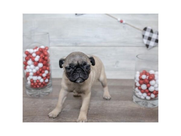 Pug-DOG-Female-Fawn-17512-Petland Topeka, Kansas