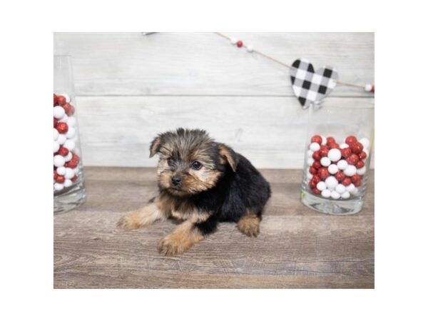 Yorkshire Terrier DOG Female Black / Tan 17514 Petland Topeka, Kansas