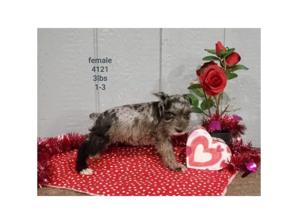 Miniature Schnauzer DOG Female Blue Merle 17521 Petland Topeka, Kansas