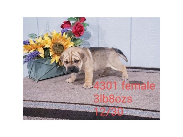 Shar Pei/Pug-DOG-Female-Fawn-17522-Petland Topeka, Kansas