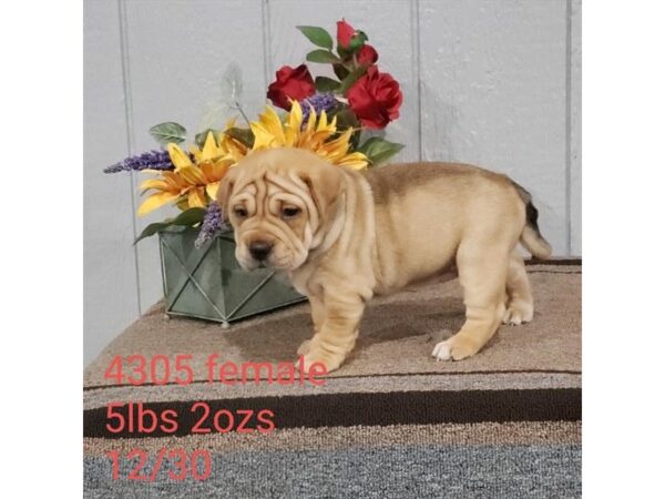 Shar Pei/Pug DOG Female Fawn 17523 Petland Topeka, Kansas