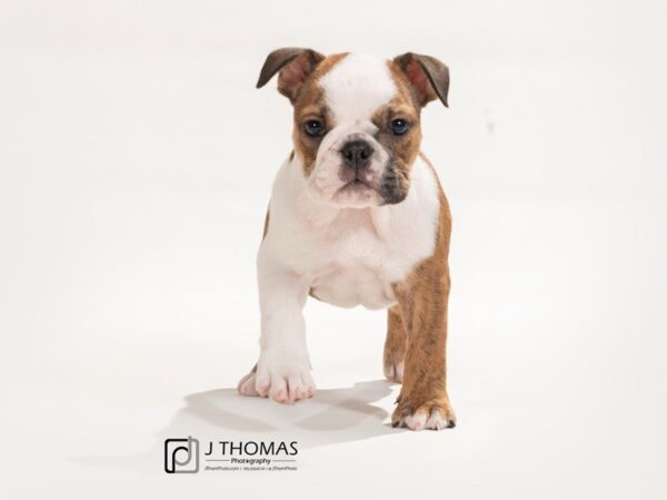 English Bulldog DOG Female Brindle & White 17510 Petland Topeka, Kansas