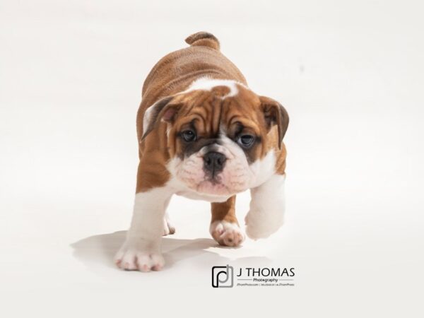 English Bulldog-DOG-Female-Red & White-17509-Petland Topeka, Kansas