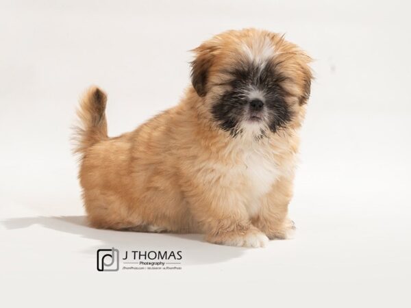 Lhasa Apso DOG Male gldn, blk msk 17507 Petland Topeka, Kansas