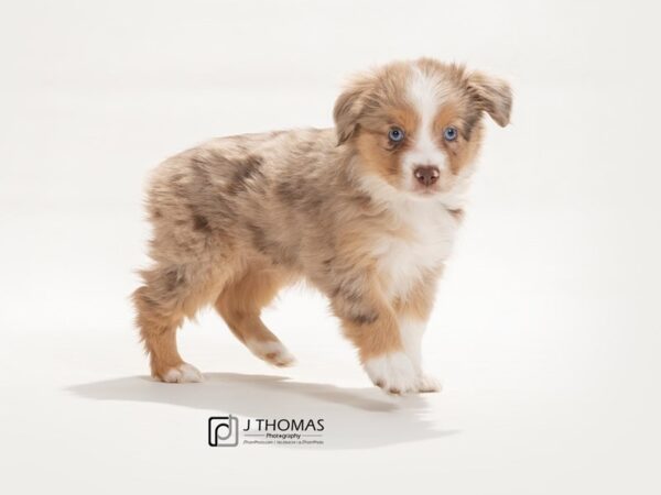 Miniature Australian Shepherd DOG Female Red Merle 17505 Petland Topeka, Kansas