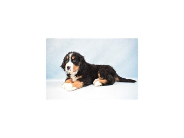 Bernese Mountain Dog-DOG-Female-Black Rust and White-17524-Petland Topeka, Kansas