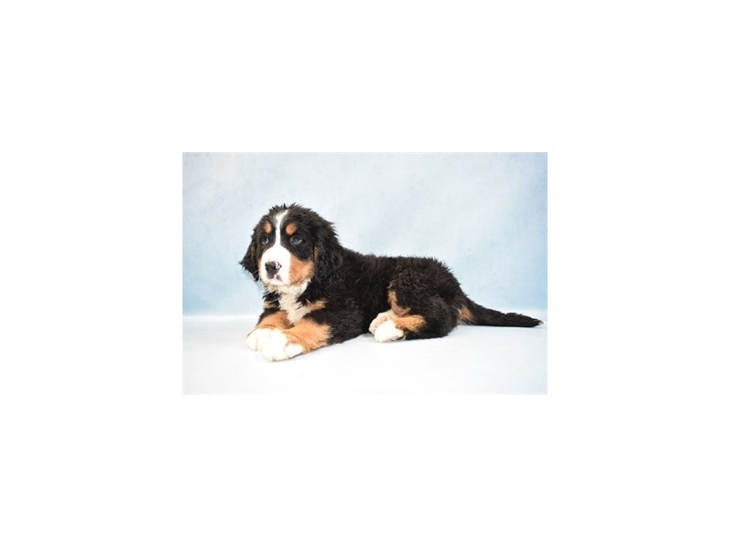 Bernese Mountain Dog-DOG-Female-Black Rust and White-2605021-Petland Topeka, Kansas