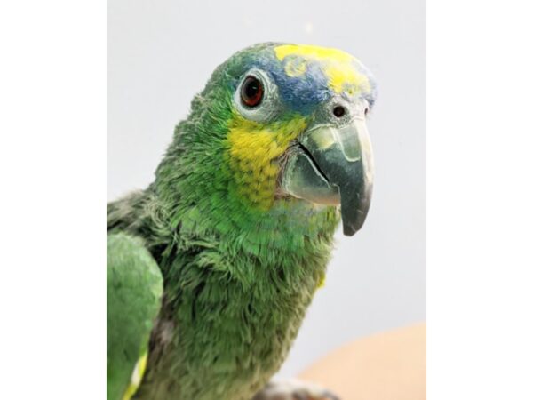 Blue Fronted Amazon BIRD Female 17537 Petland Topeka, Kansas