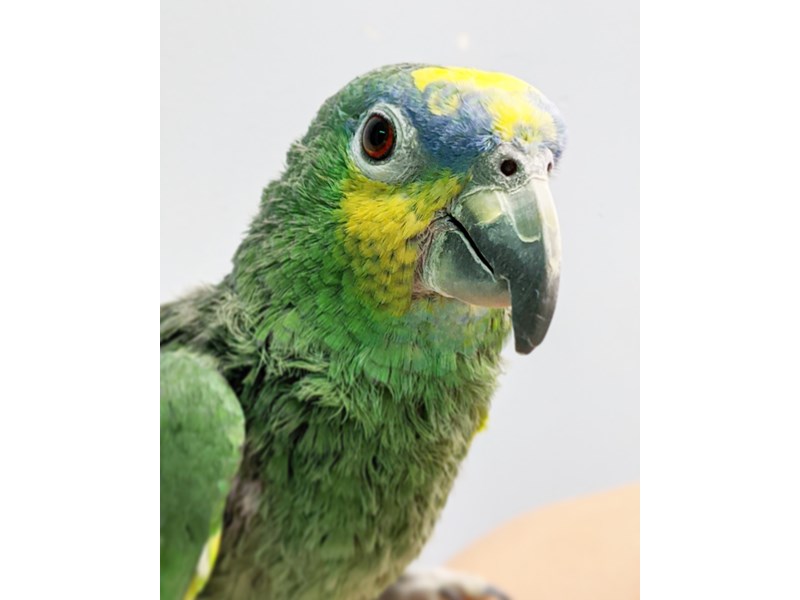 Blue Fronted Amazon-BIRD-Female--2608822-Petland Topeka, Kansas