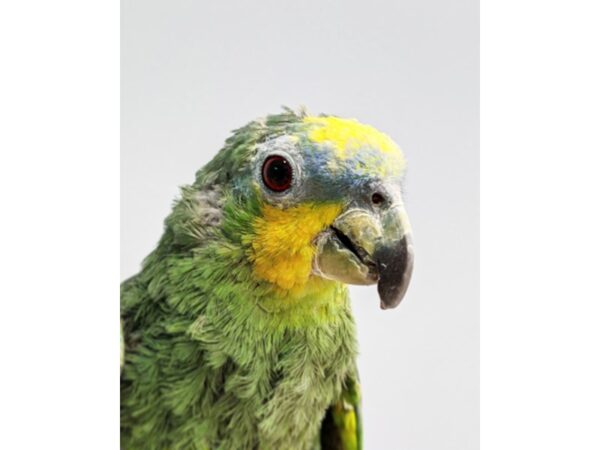 Blue Fronted Amazon-BIRD-Male--17536-Petland Topeka, Kansas