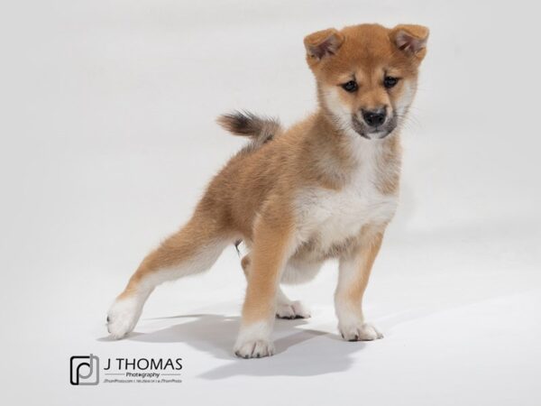 Shiba Inu DOG Female Red Sesame 17534 Petland Topeka, Kansas