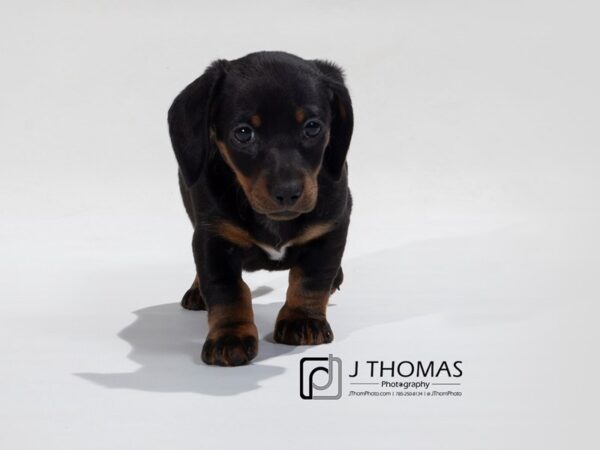 Dachshund DOG Female Black / Tan 17529 Petland Topeka, Kansas