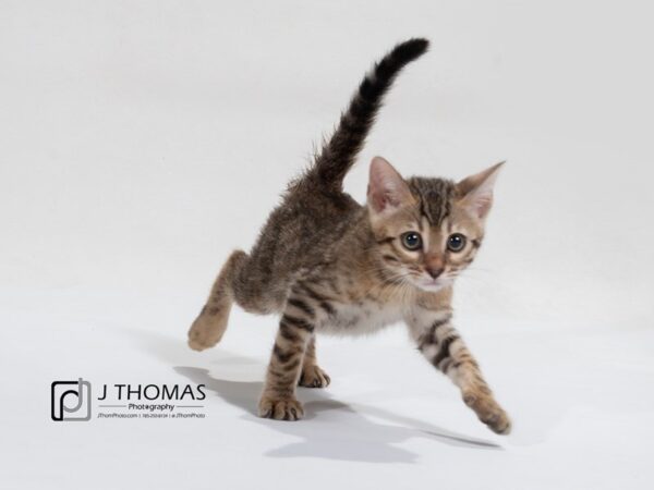 Bengal CAT Female Brown (Black) Spotted Tabby 17520 Petland Topeka, Kansas