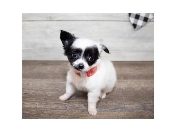 Chihuahua-DOG-Female-Black-17549-Petland Topeka, Kansas