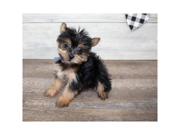 Yorkshire Terrier DOG Female Black / Tan 17553 Petland Topeka, Kansas