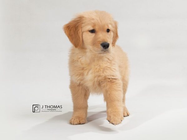 Golden Retriever-DOG-Female--17548-Petland Topeka, Kansas