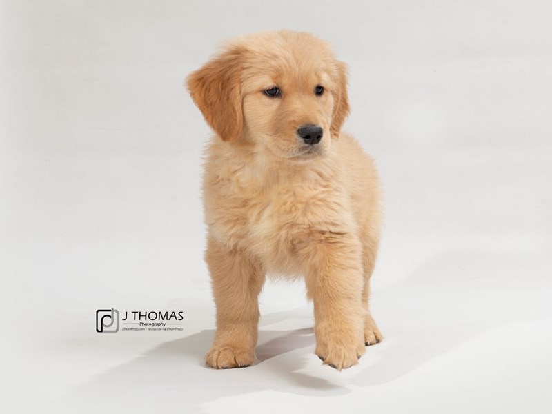 Golden Retriever-DOG-Female--2612806-Petland Topeka, Kansas