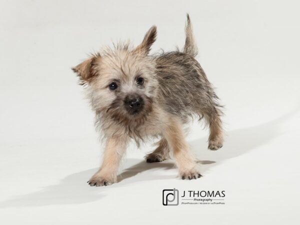 Cairn Terrier-DOG-Female--17546-Petland Topeka, Kansas