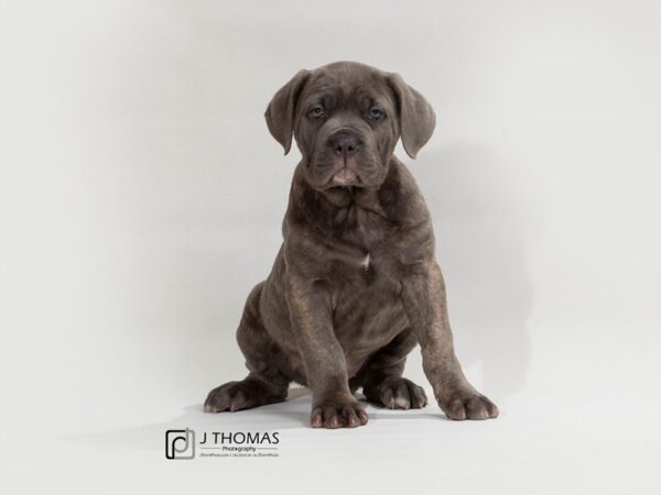 Cane Corso-DOG-Female-BL BRDL-17545-Petland Topeka, Kansas