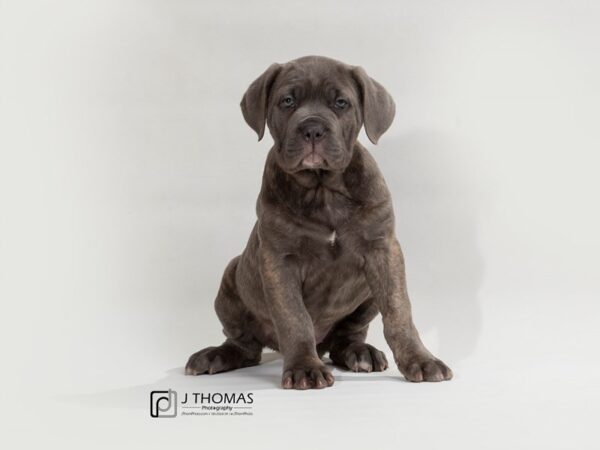 Cane Corso DOG Female BL BRDL 17545 Petland Topeka, Kansas