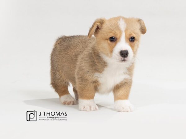 Pembroke Welsh Corgi-DOG-Female--17544-Petland Topeka, Kansas