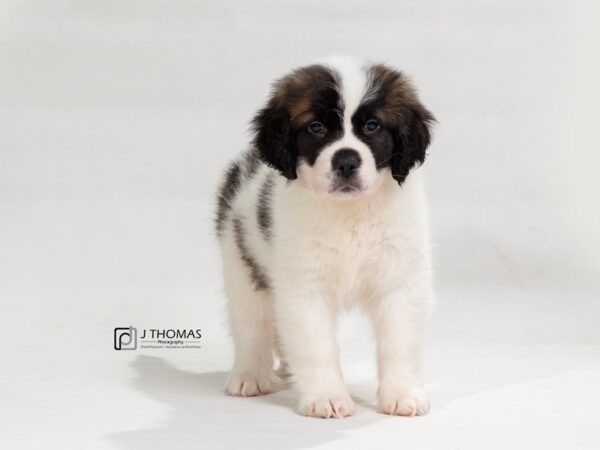 Saint Bernard DOG Female Mahogany / White 17540 Petland Topeka, Kansas