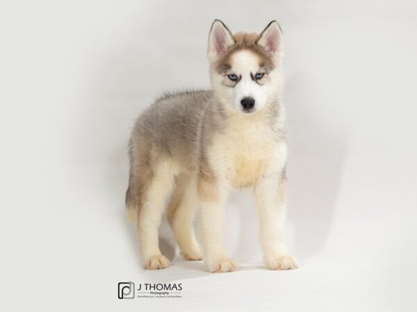 Siberian Husky-DOG-Male-Agouti / White-17532-Petland Topeka, Kansas