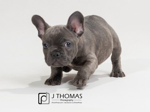 French Bulldog-DOG-Male-Blue Brindle-17530-Petland Topeka, Kansas