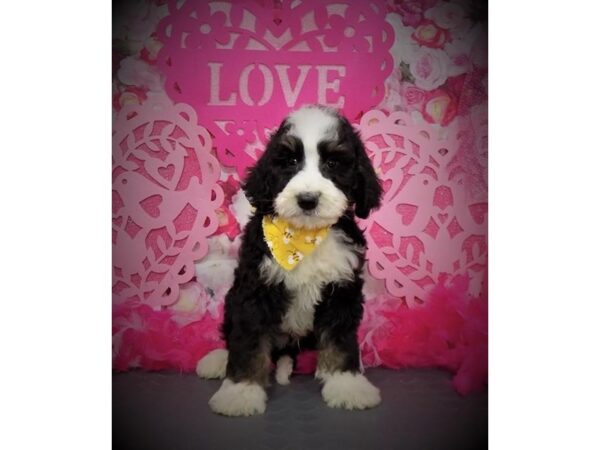 Bernedoodle DOG Male Black / Tan 17555 Petland Topeka, Kansas