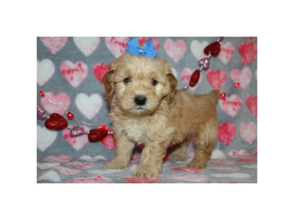 Goldendoodle Mini-DOG-Female-Golden-17559-Petland Topeka, Kansas