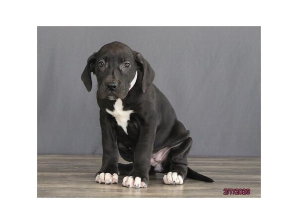 Great Dane-DOG-Female-Black-17557-Petland Topeka, Kansas