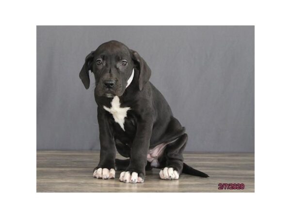 Great Dane DOG Female Black 17557 Petland Topeka, Kansas