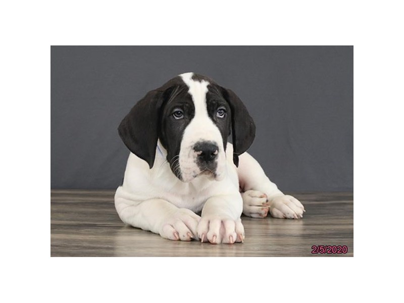 Great Dane-DOG-Male-Black / White-2619512-Petland Topeka, Kansas