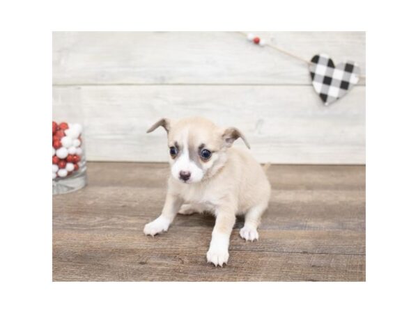 Chihuahua-DOG-Female-Blue Fawn-17564-Petland Topeka, Kansas