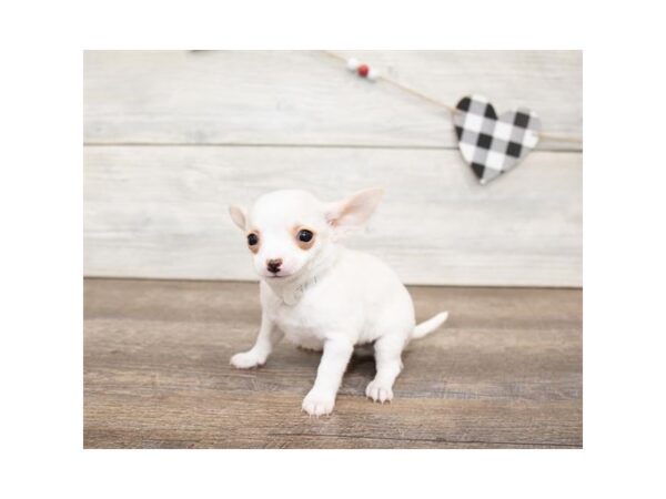 Chihuahua-DOG-Male-Fawn-17565-Petland Topeka, Kansas