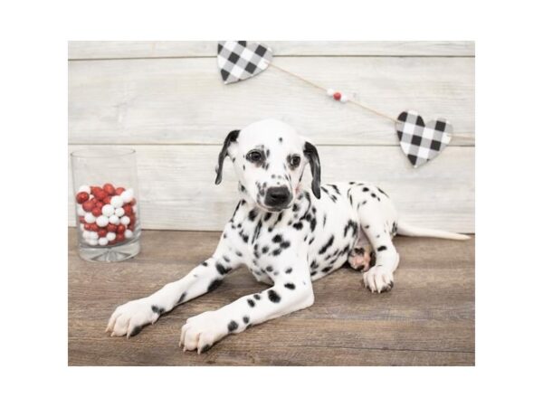 Dalmatian DOG Female White / Black 17566 Petland Topeka, Kansas