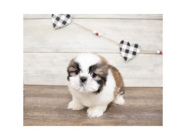 Shih Tzu DOG Male Gold / White 17568 Petland Topeka, Kansas