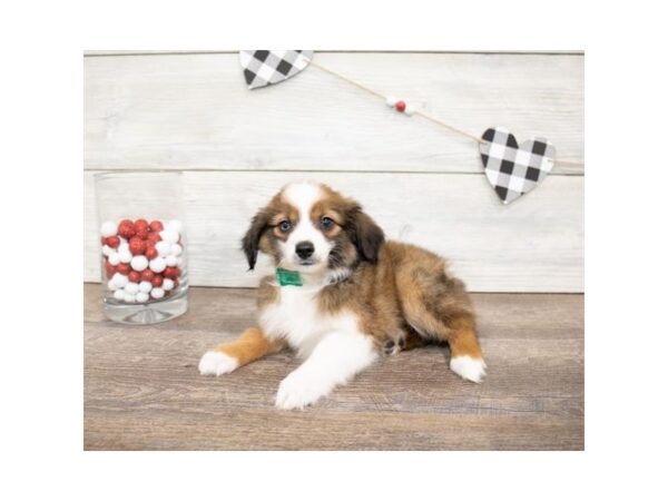 Miniature Australian Shepherd DOG Female Sable / White 17570 Petland Topeka, Kansas