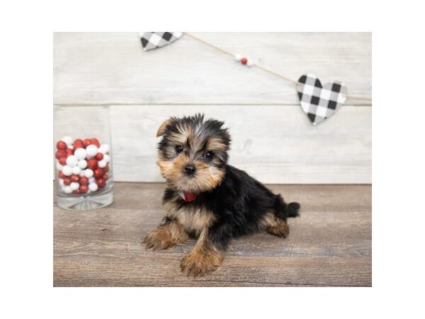 Morkie DOG Female Black / Tan 17572 Petland Topeka, Kansas