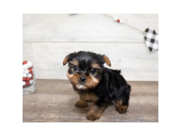 Yorkshire Terrier DOG Female Black / Tan 17569 Petland Topeka, Kansas