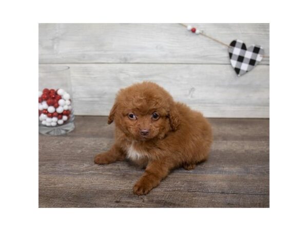 Goldendoodle Mini 2nd Gen-DOG-Female-Red-17571-Petland Topeka, Kansas