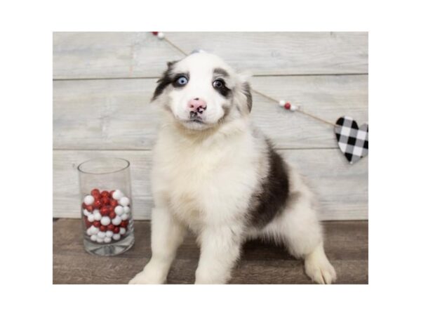 Australian Shepherd DOG Female Blue Merle 17573 Petland Topeka, Kansas