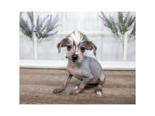 Chinese Crested DOG Female Black / Tan 17587 Petland Topeka, Kansas